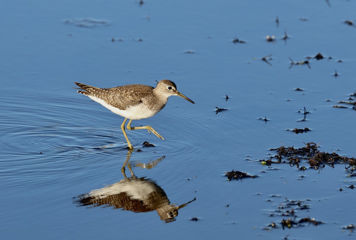 Solitary Sandpiper - ML644022376