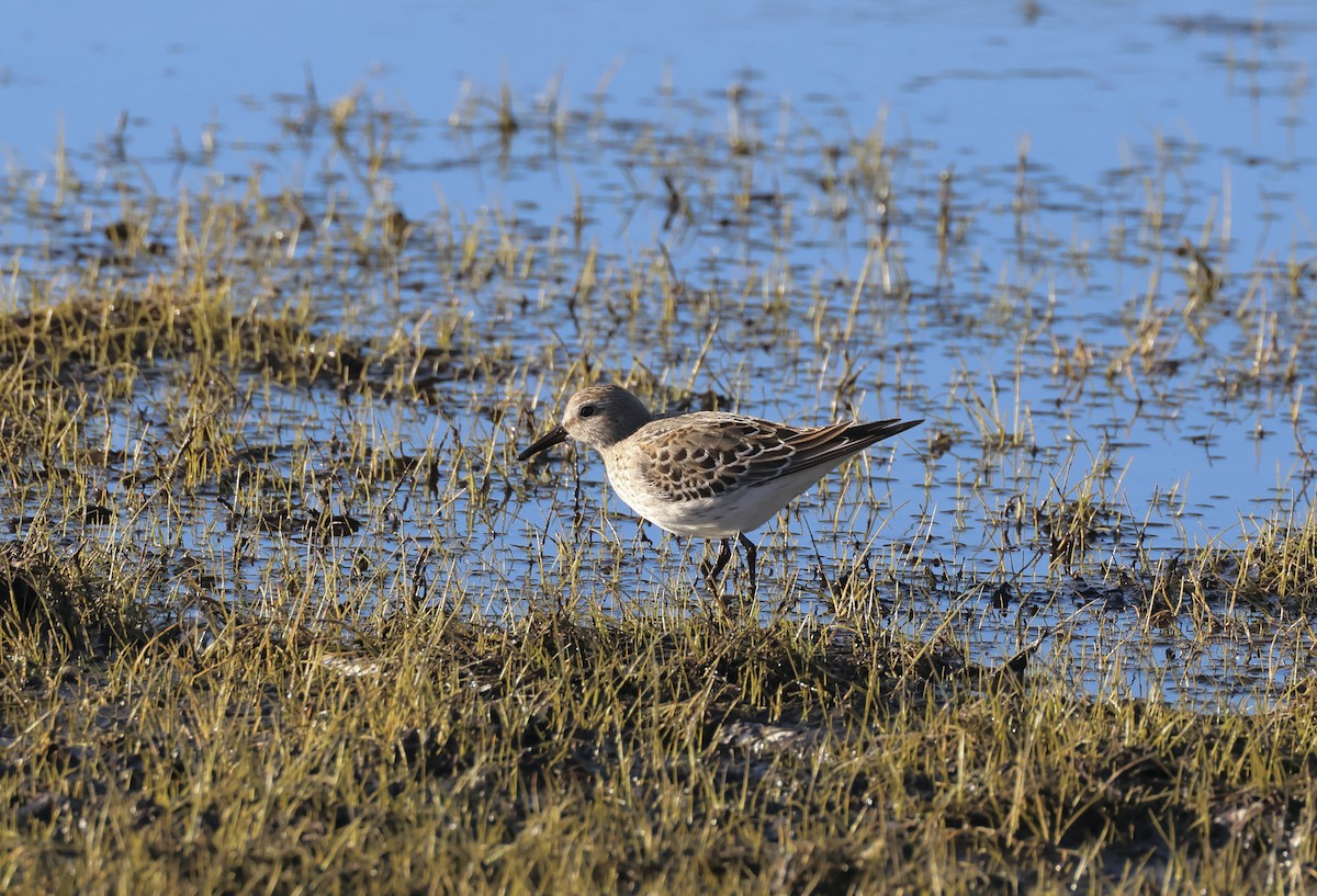 White-rumped Sandpiper - ML644022377