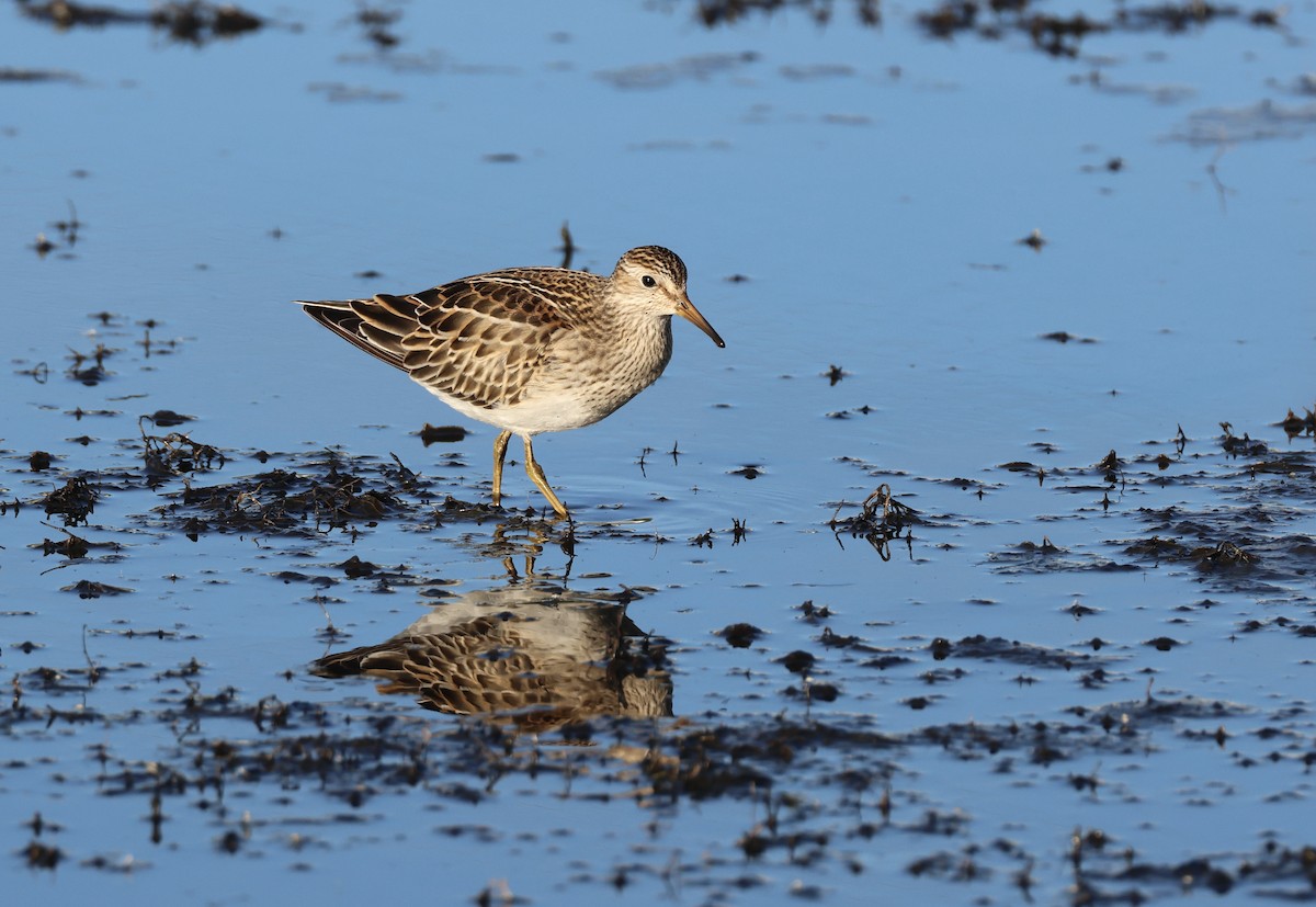 Pectoral Sandpiper - ML644022379