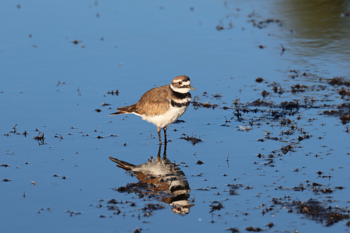 Killdeer - ML644022381
