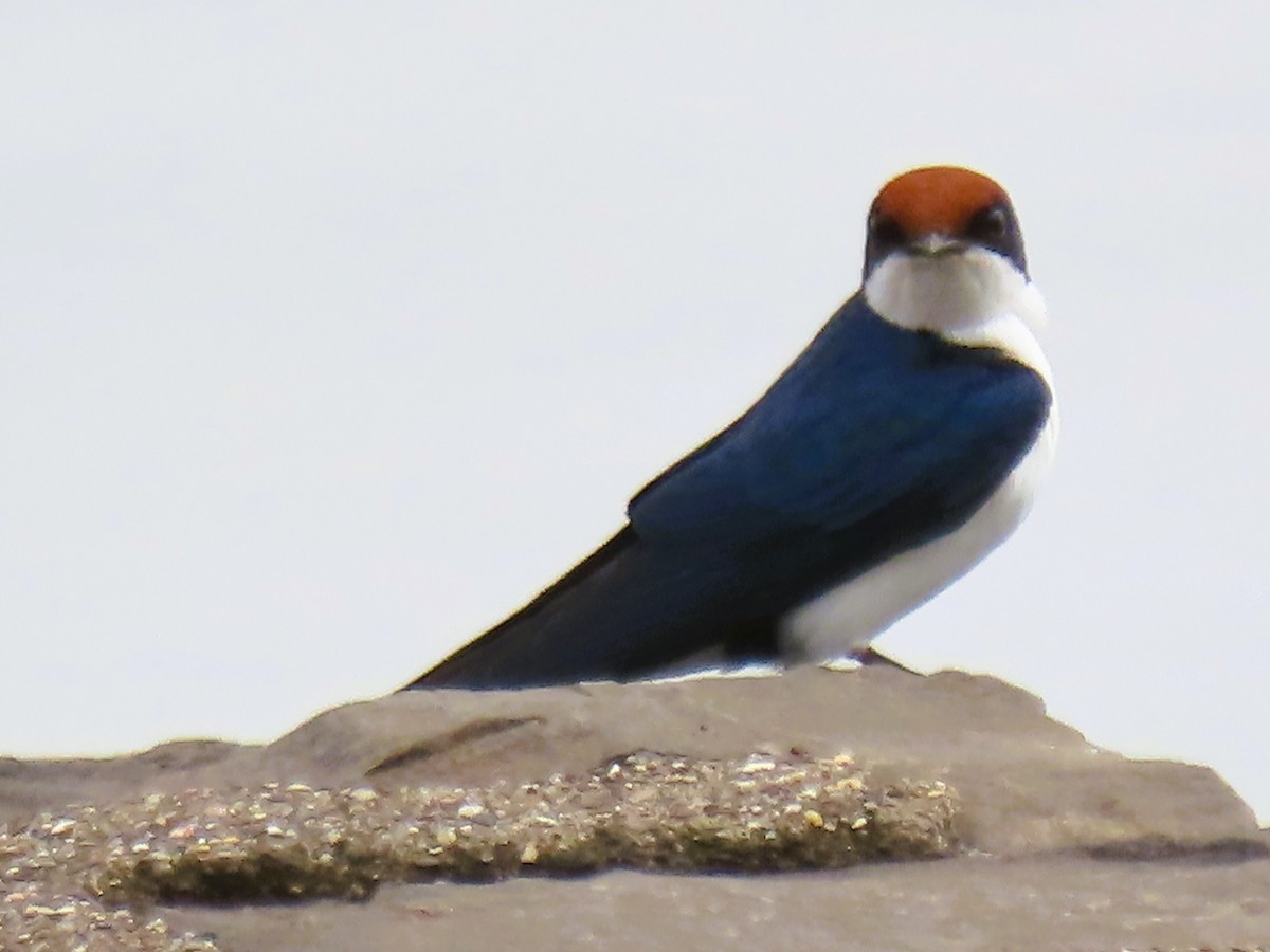 trådstjertsvale - ML644022389