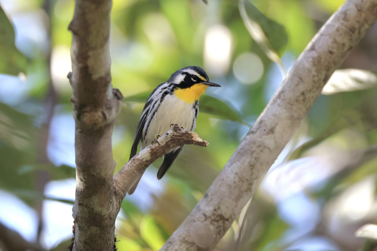 Yellow-throated Warbler - ML644022398