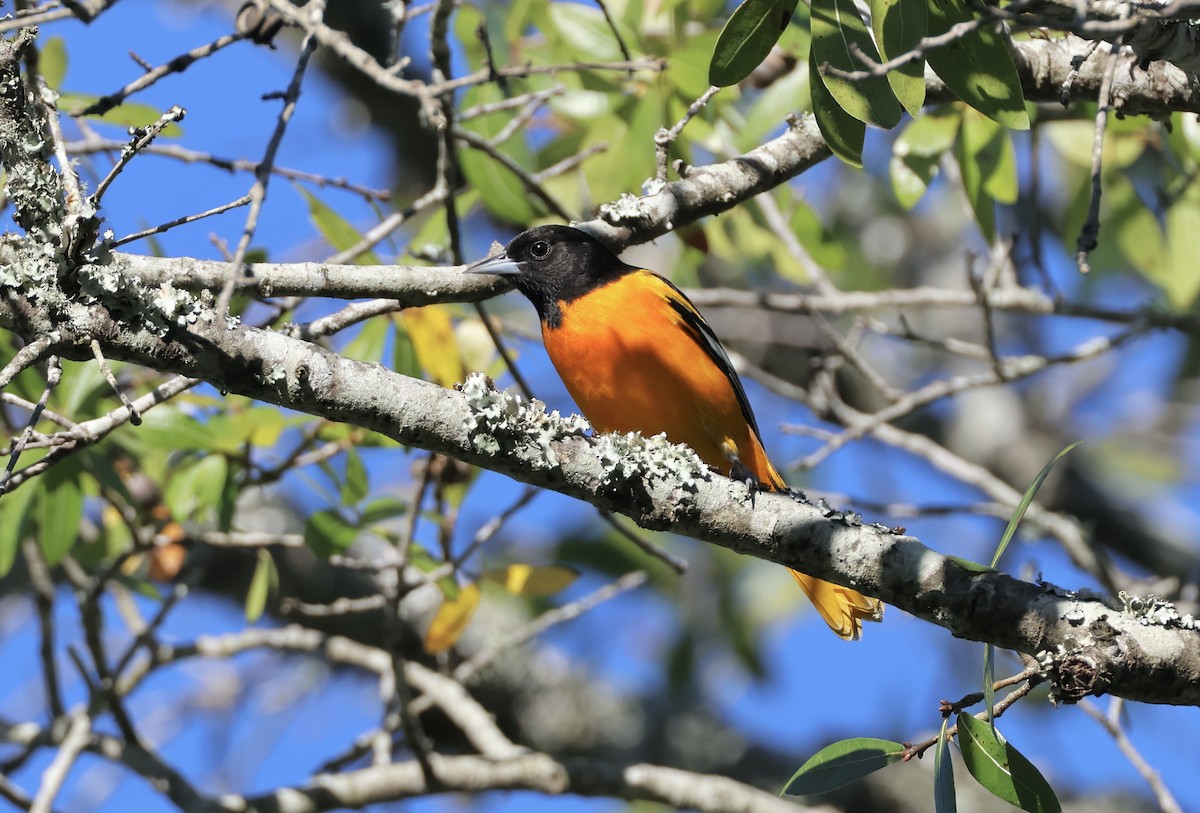 Baltimore Oriole - ML644022404