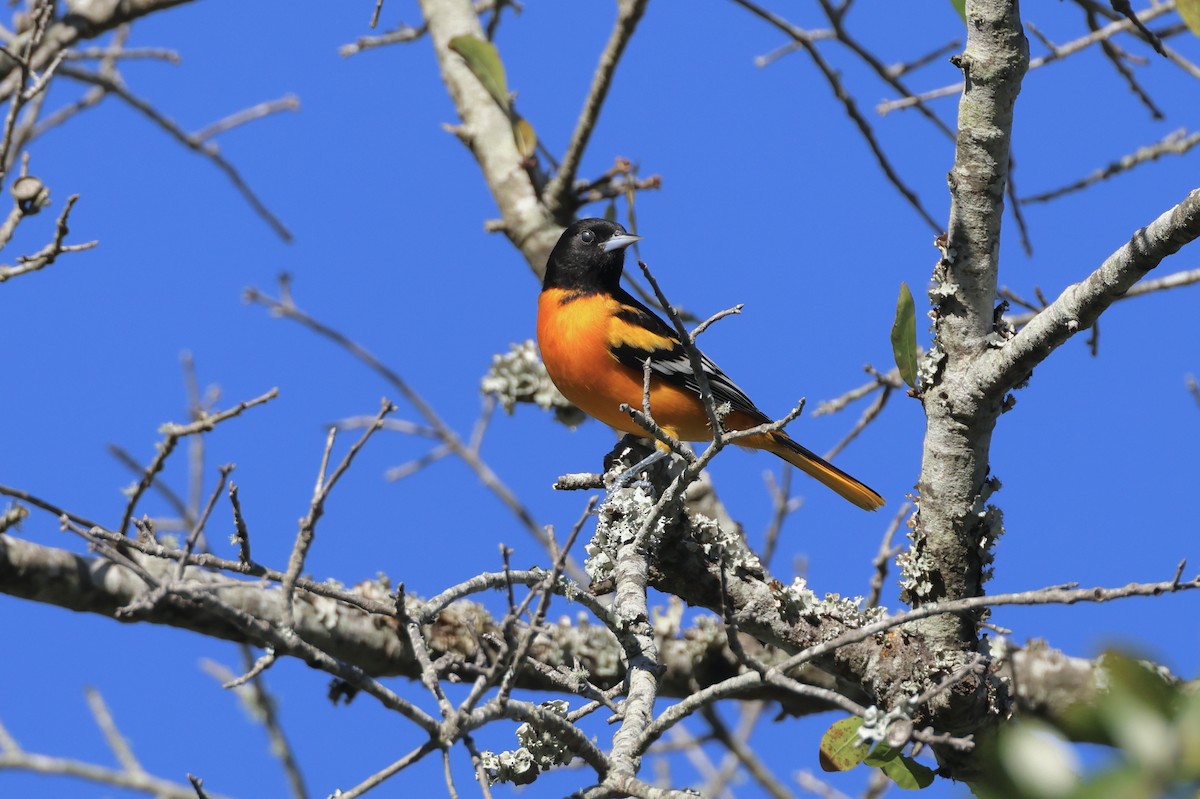 Baltimore Oriole - ML644022405