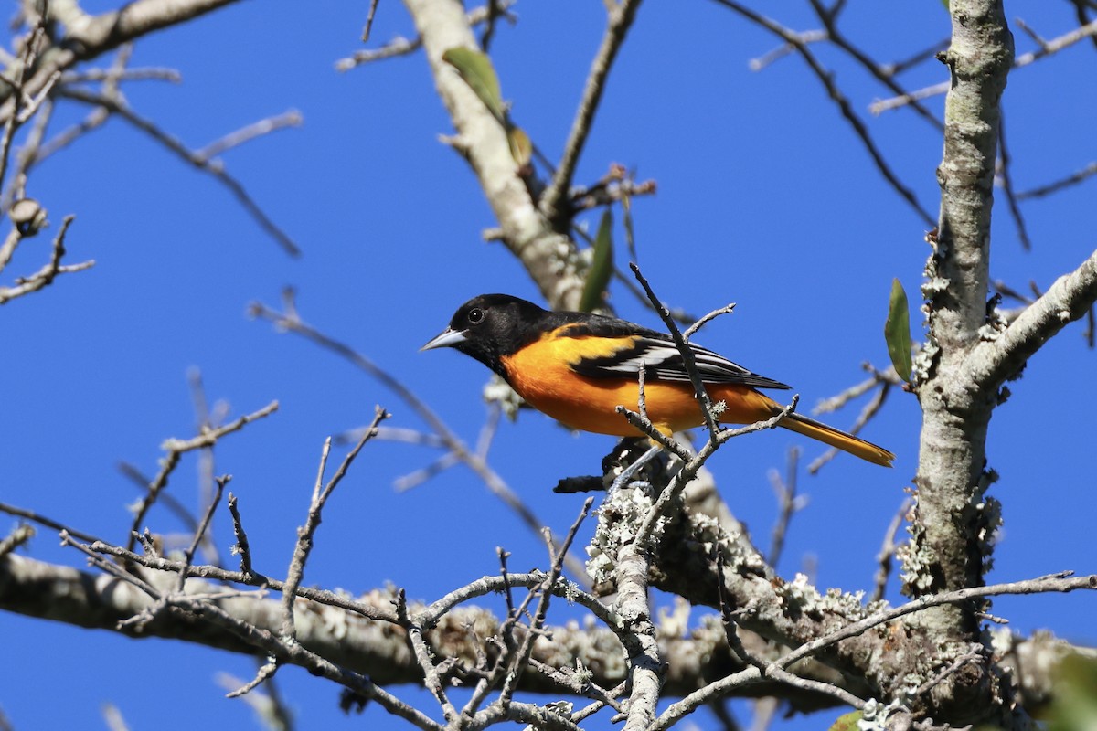 Baltimore Oriole - ML644022406