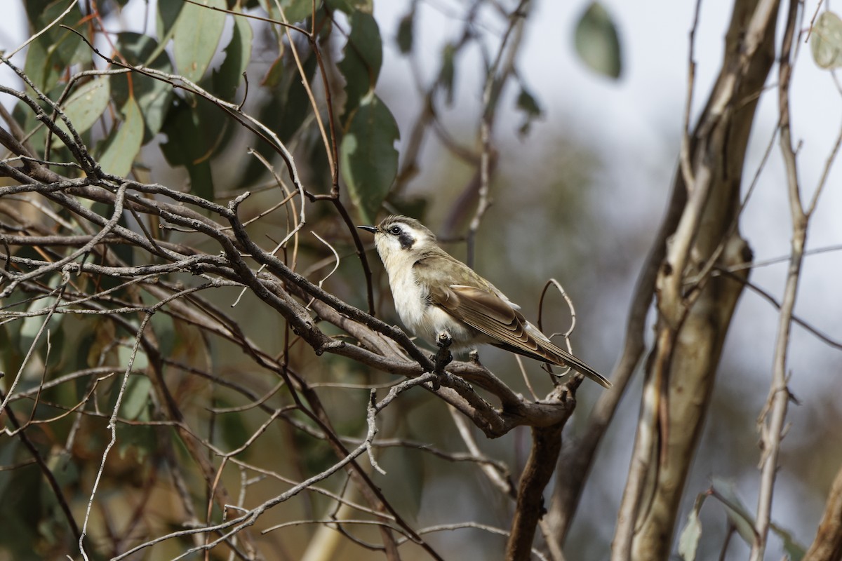 Black-eared Cuckoo - ML644022413
