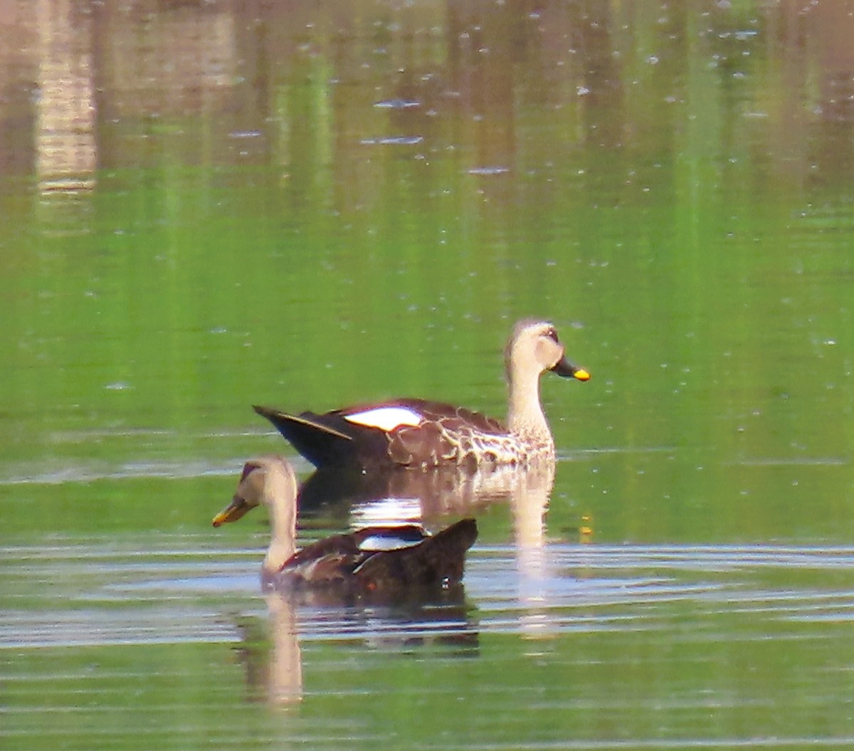 flekknebband - ML644022415