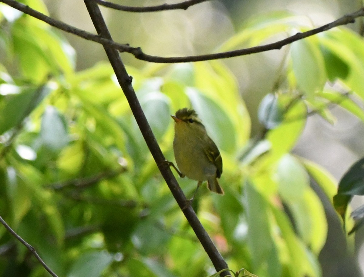 Kloss's Leaf Warbler - ML644022425