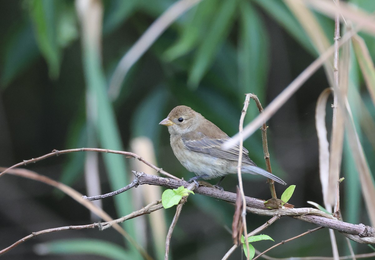 Indigo Bunting - ML644022427