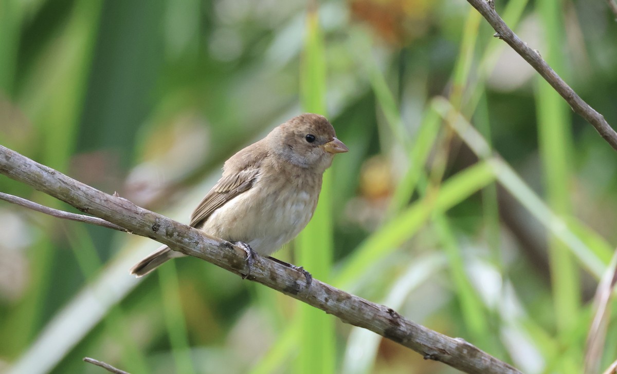 Indigo Bunting - ML644022428