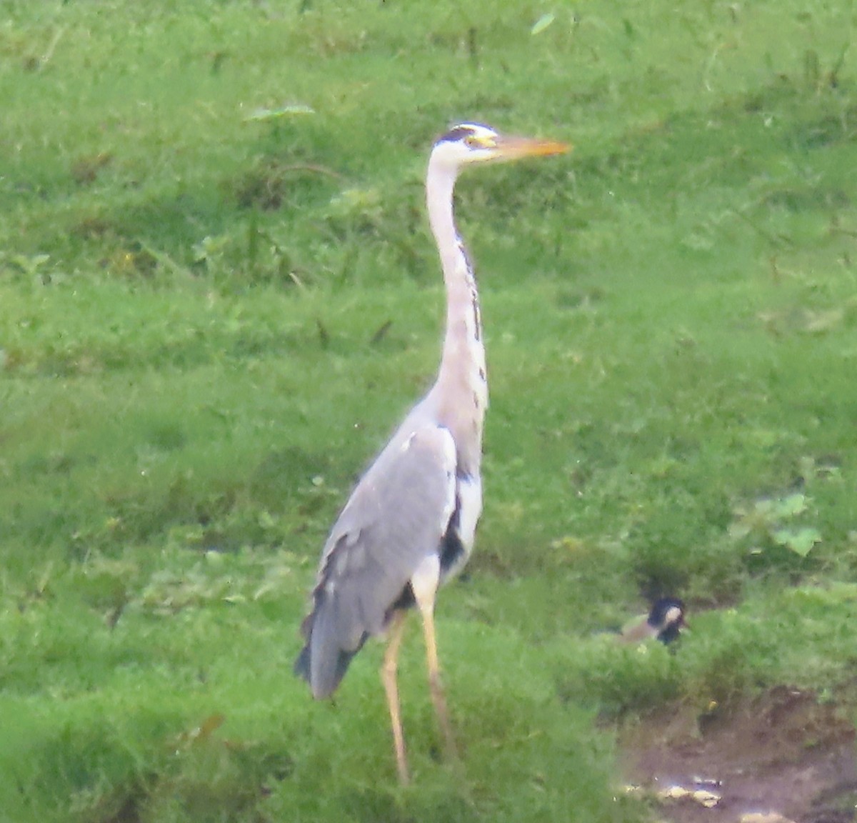 gråhegre - ML644022430