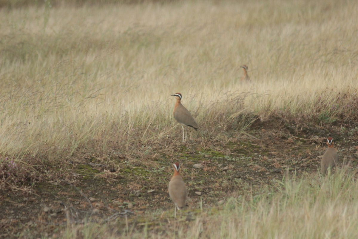 Indian Courser - ML644022436