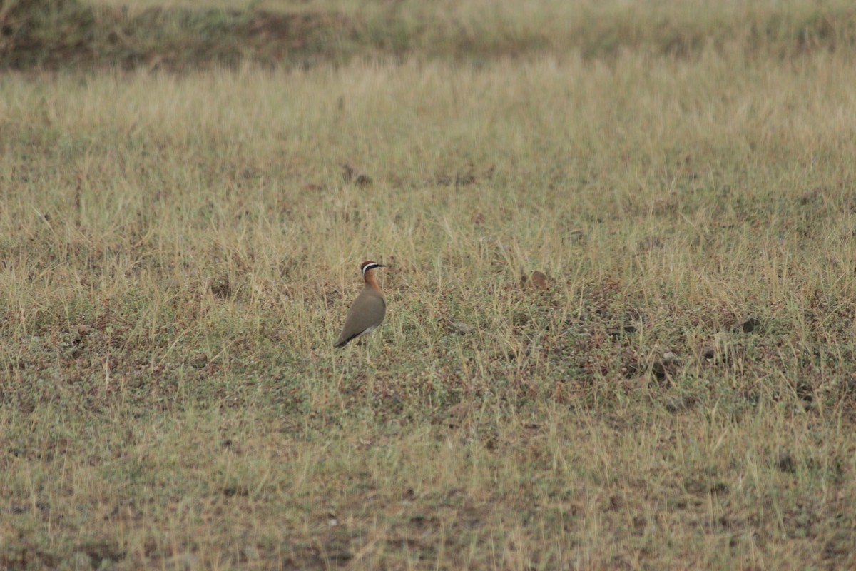 Indian Courser - ML644022437