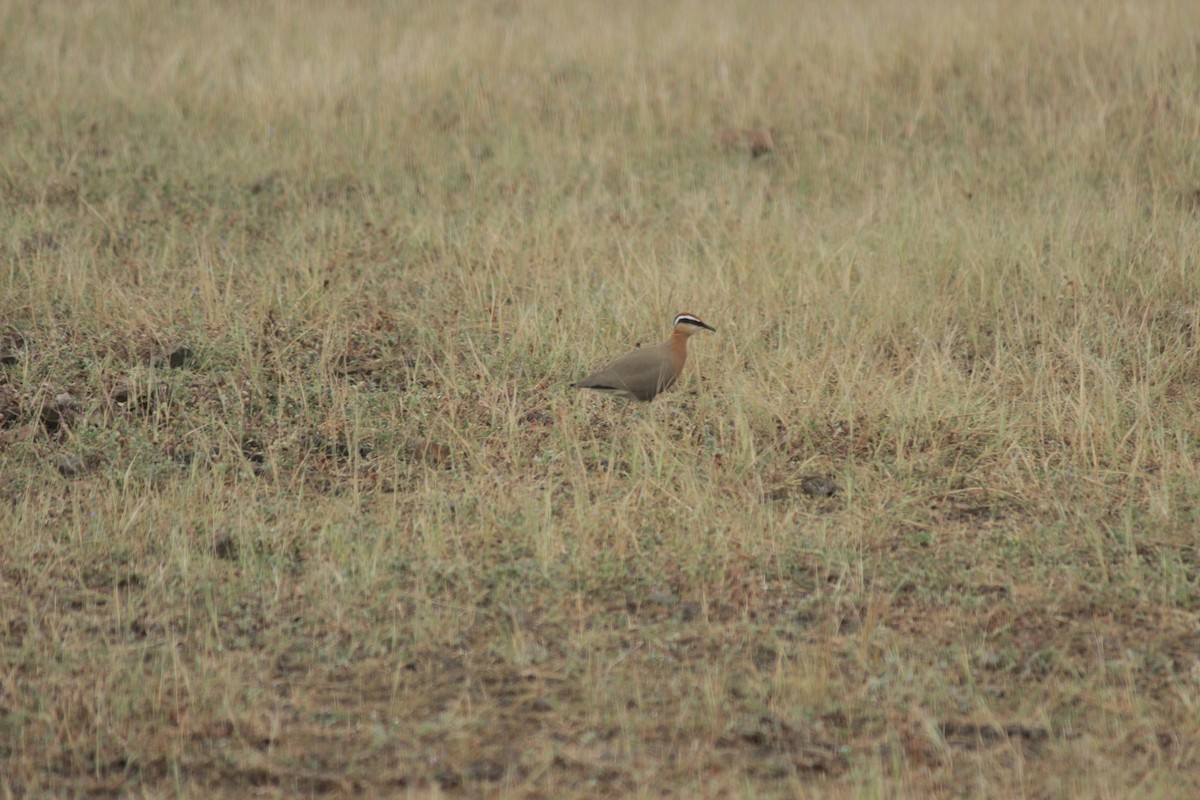 Indian Courser - ML644022438