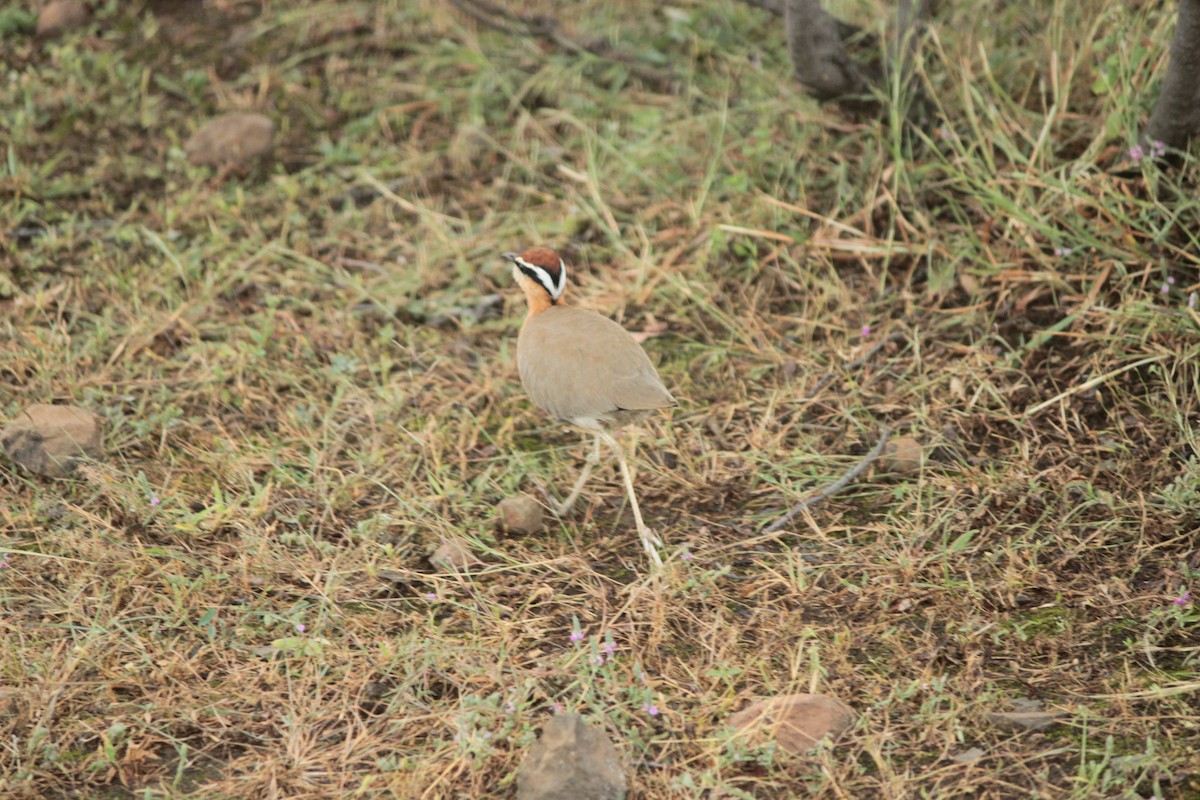 Indian Courser - ML644022439