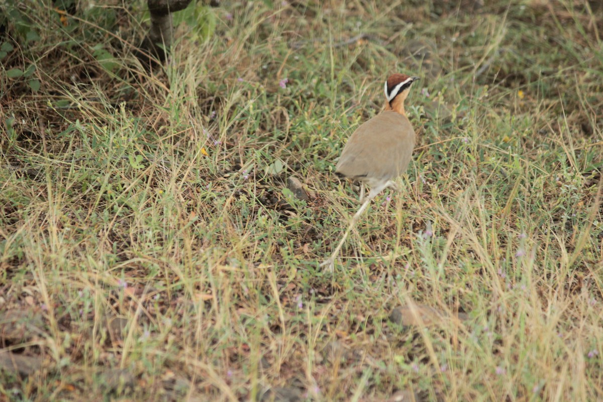 Indian Courser - ML644022440