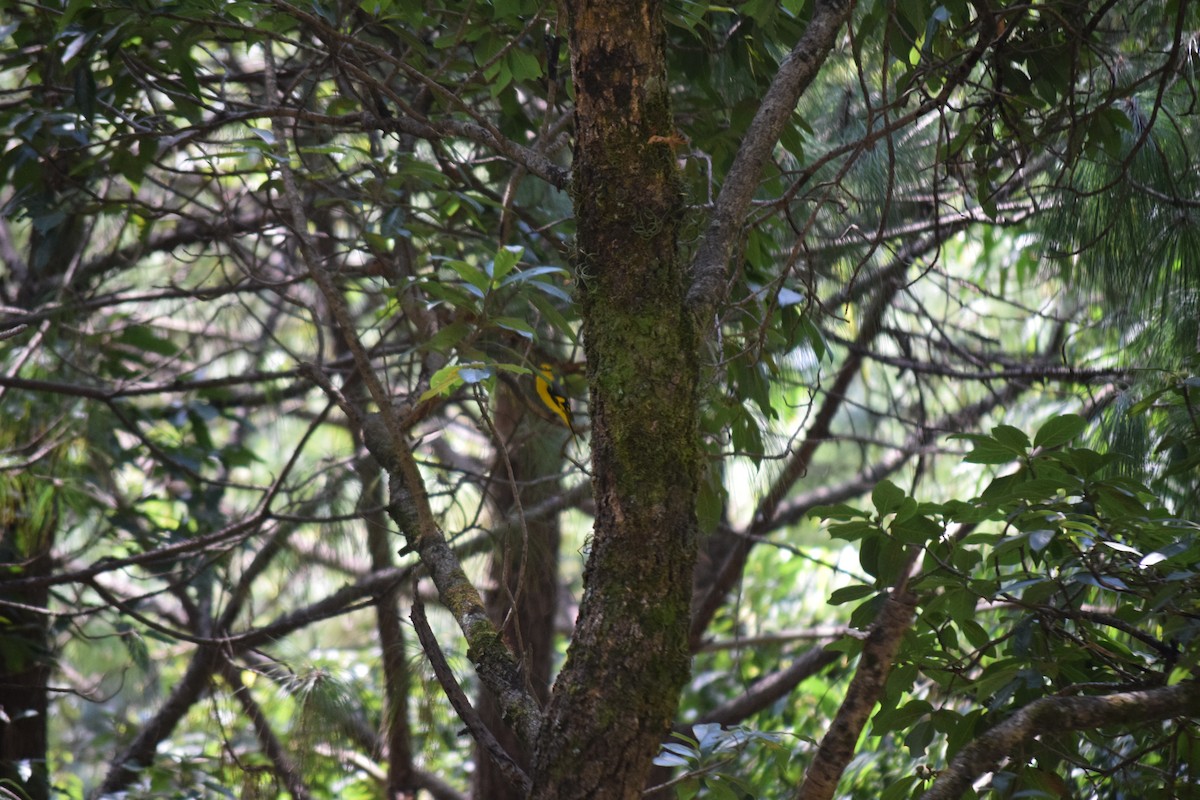 Scarlet Minivet - ML644022456