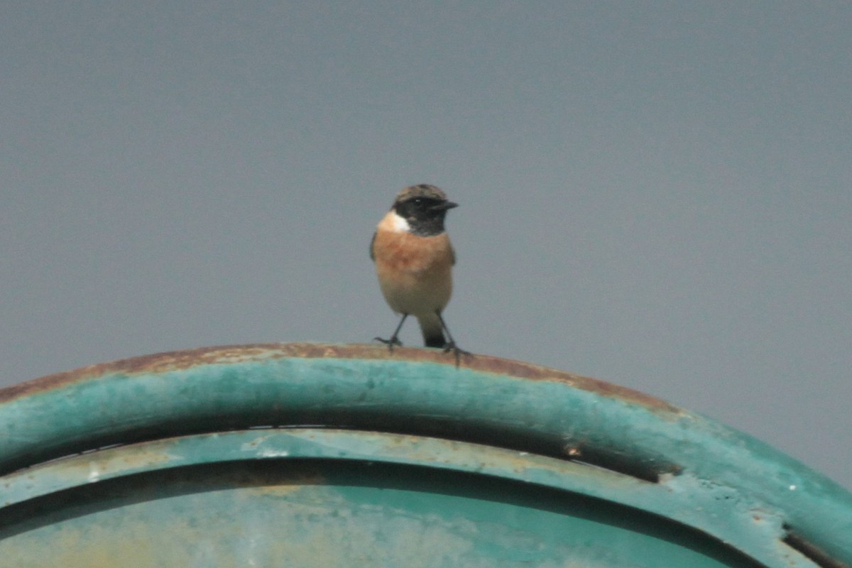 Siberian Stonechat - ML644022459