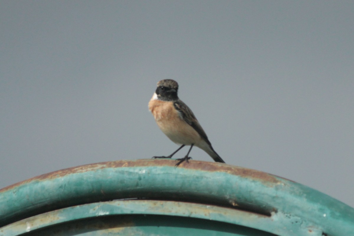 Siberian Stonechat - ML644022460