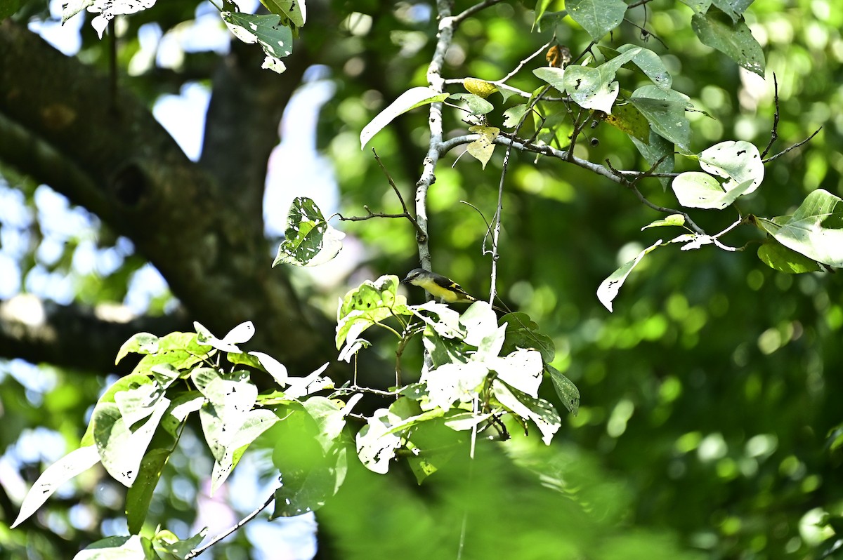 Rosy Minivet - ML644022508