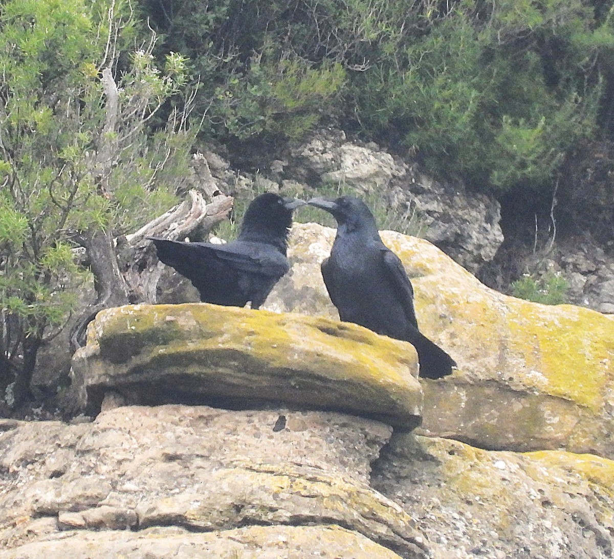 Common Raven - ML644022510