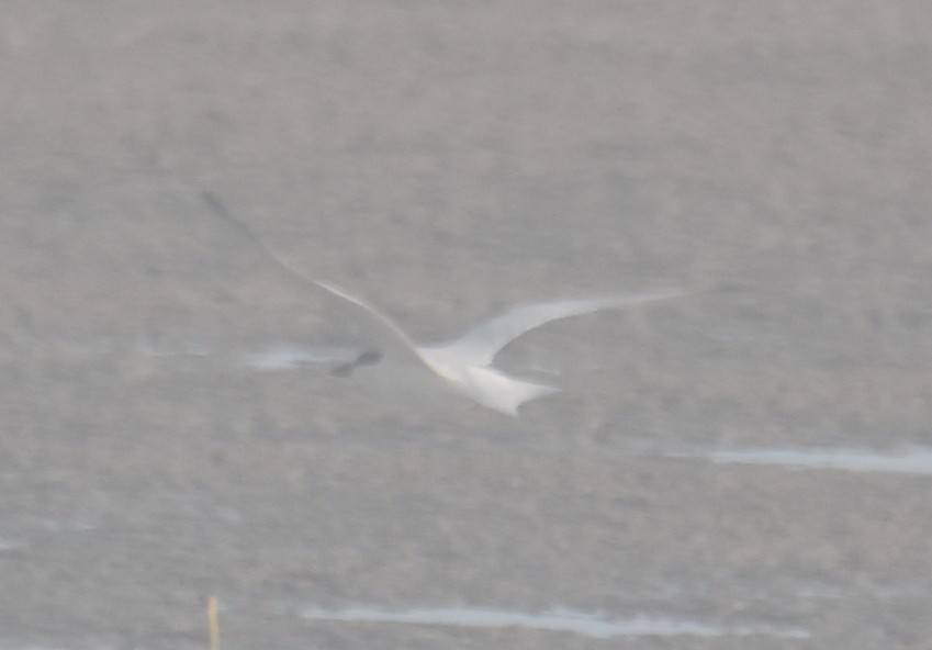 Australian Tern - ML644022512