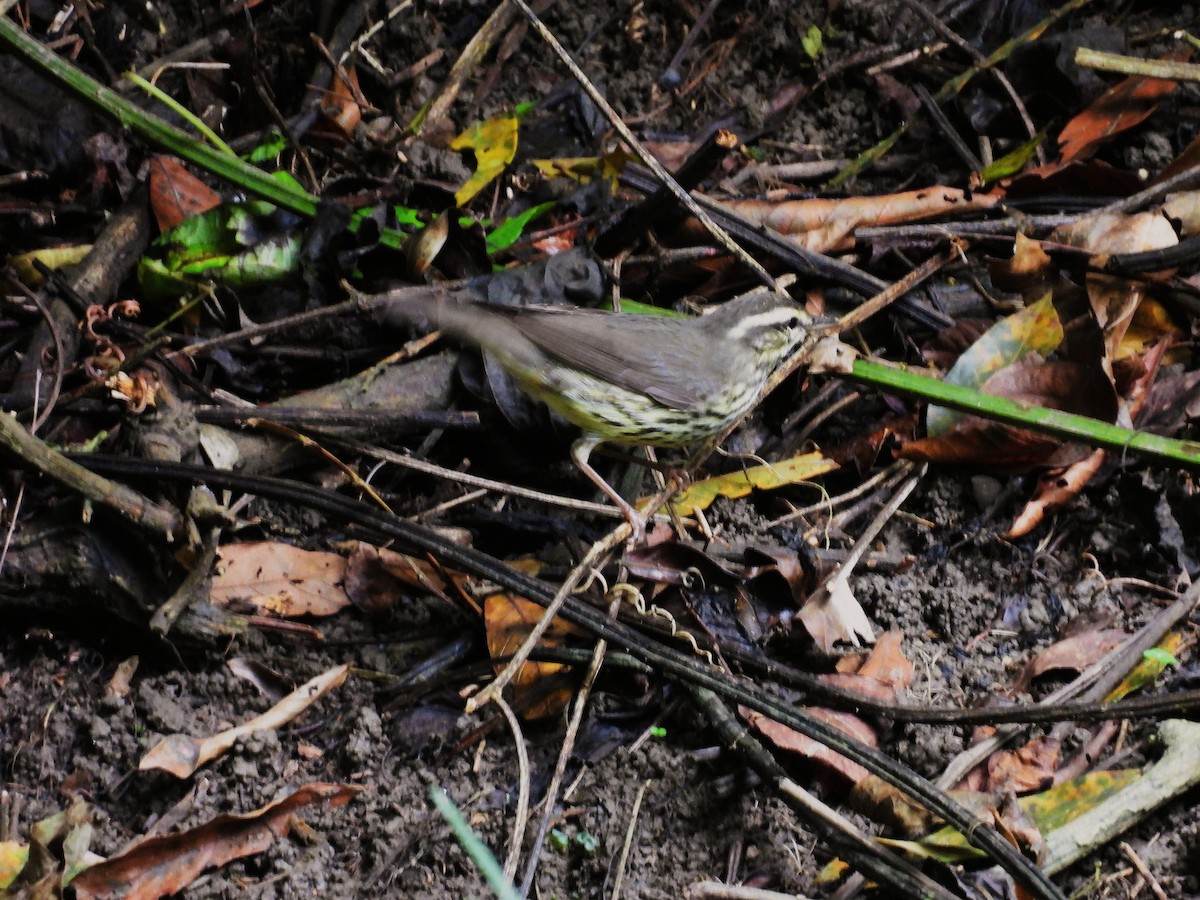 Northern Waterthrush - ML644022521