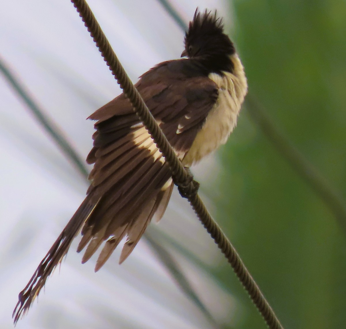 jakobinergjøk - ML644022525