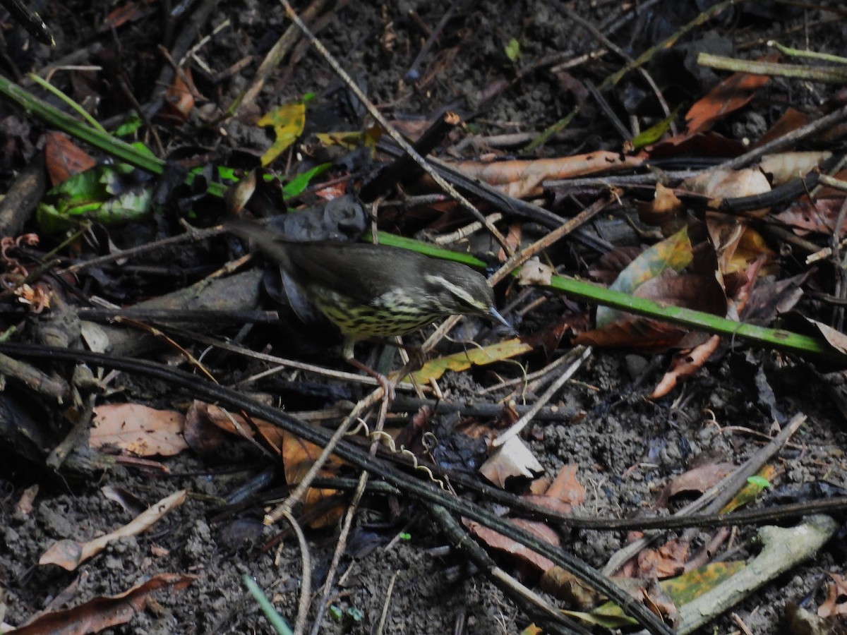 Northern Waterthrush - ML644022527