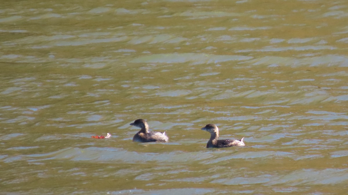 Pied-billed Grebe - ML644022529