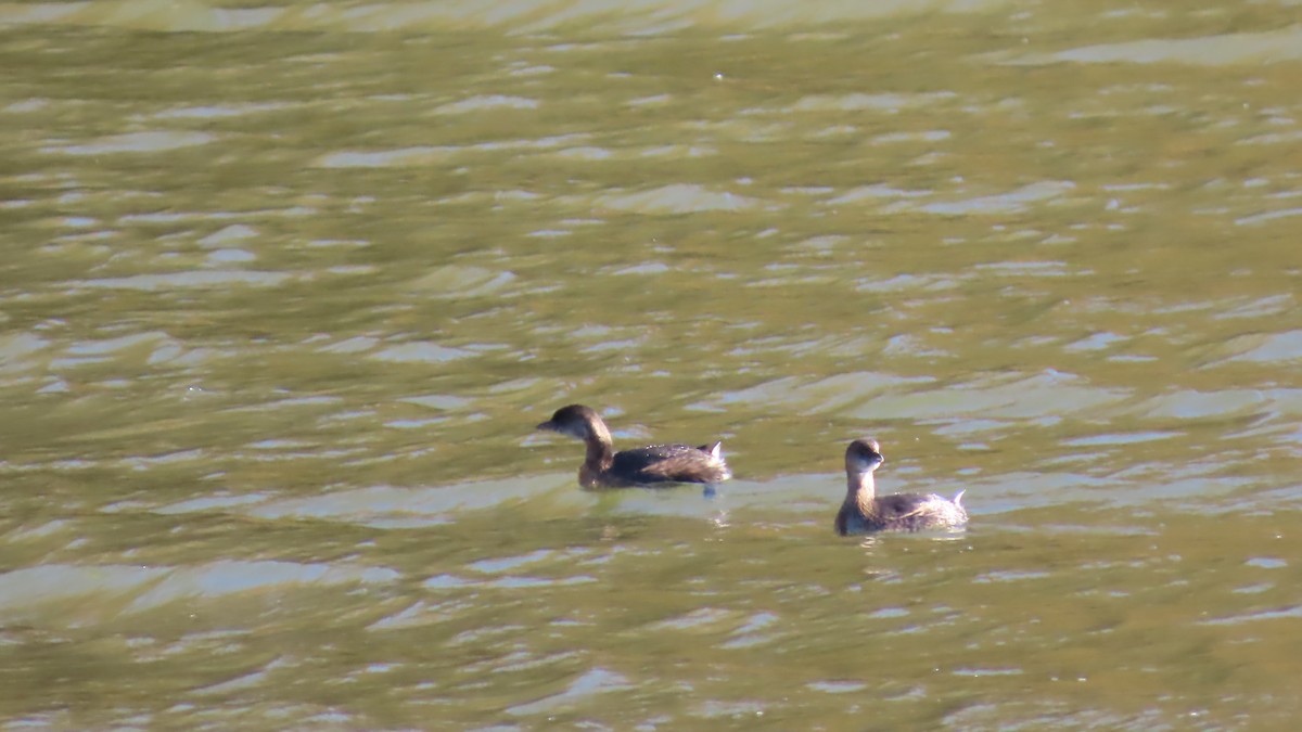 Pied-billed Grebe - ML644022530