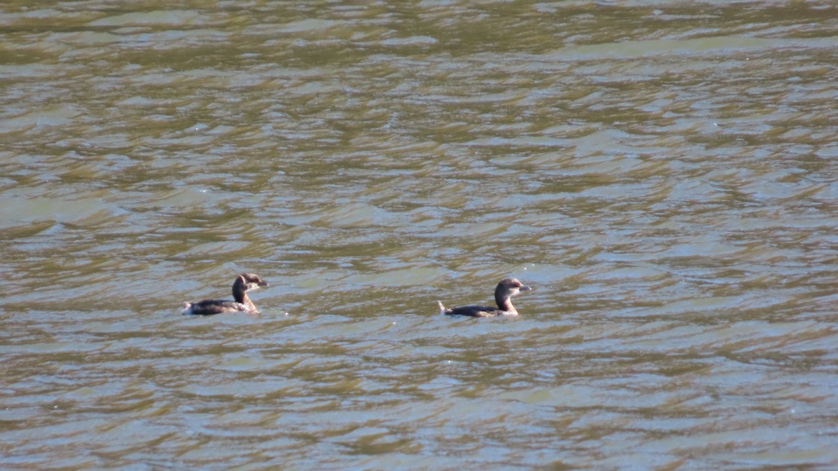 Pied-billed Grebe - ML644022531