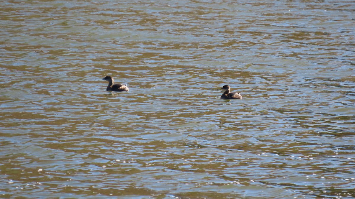 Pied-billed Grebe - ML644022532