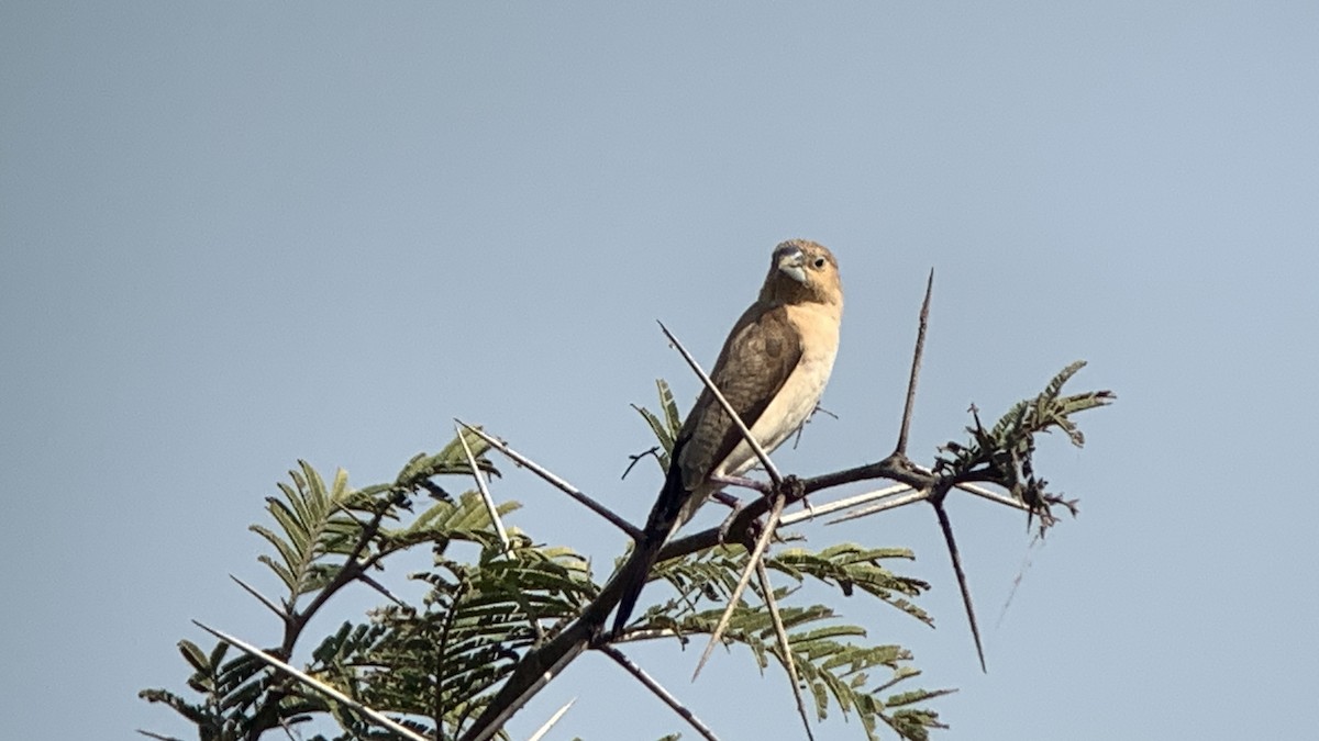 African Silverbill - ML644022541