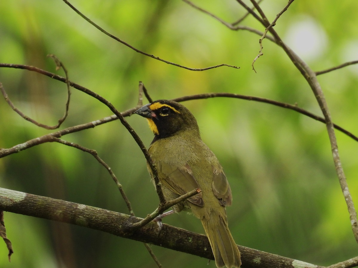 Yellow-faced Grassquit - ML644022542