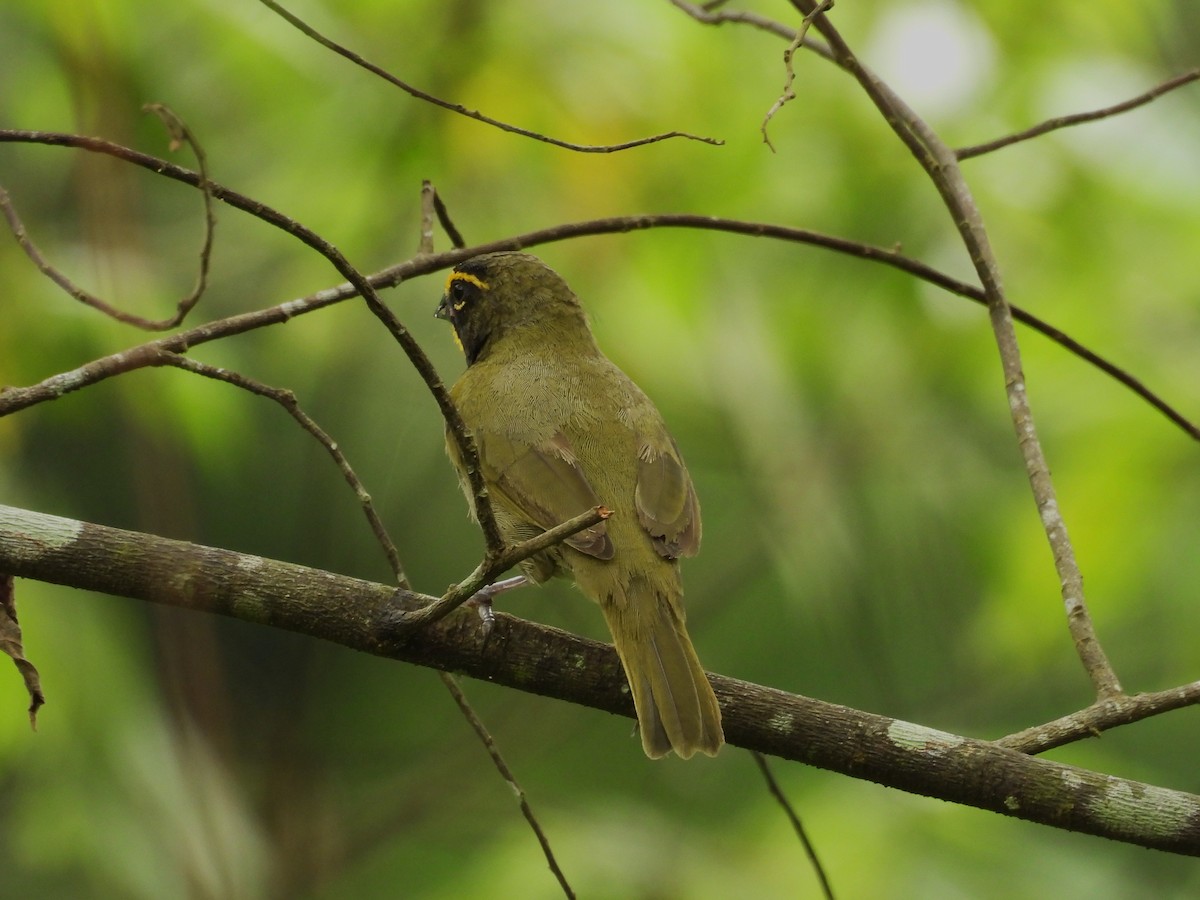 Yellow-faced Grassquit - ML644022548