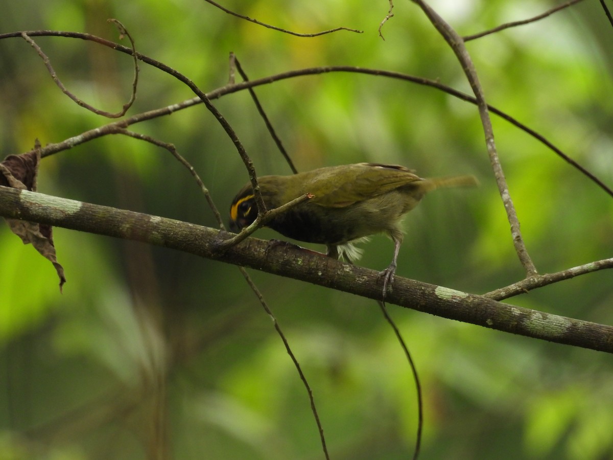 Yellow-faced Grassquit - ML644022553