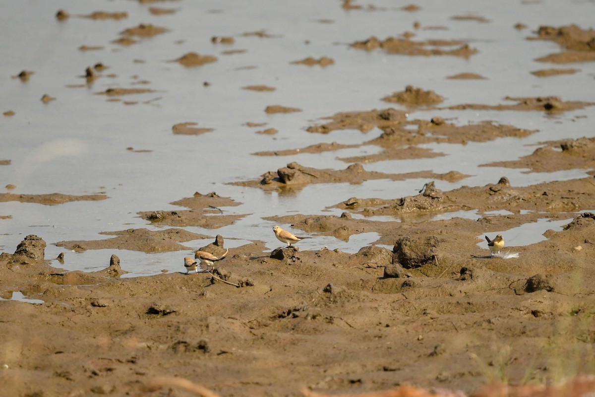 African Silverbill - ML644022554