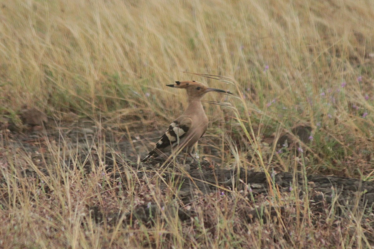 Eurasian Hoopoe - ML644022566