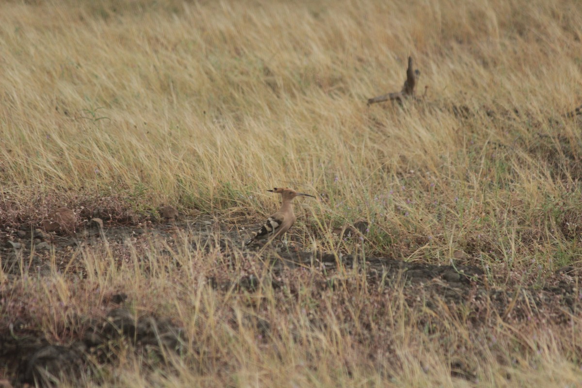 Eurasian Hoopoe - ML644022567