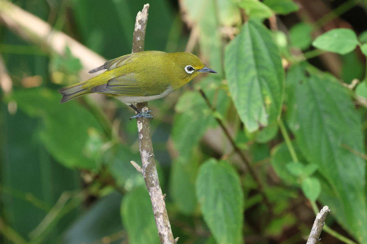 Warbling White-eye - ML644022586
