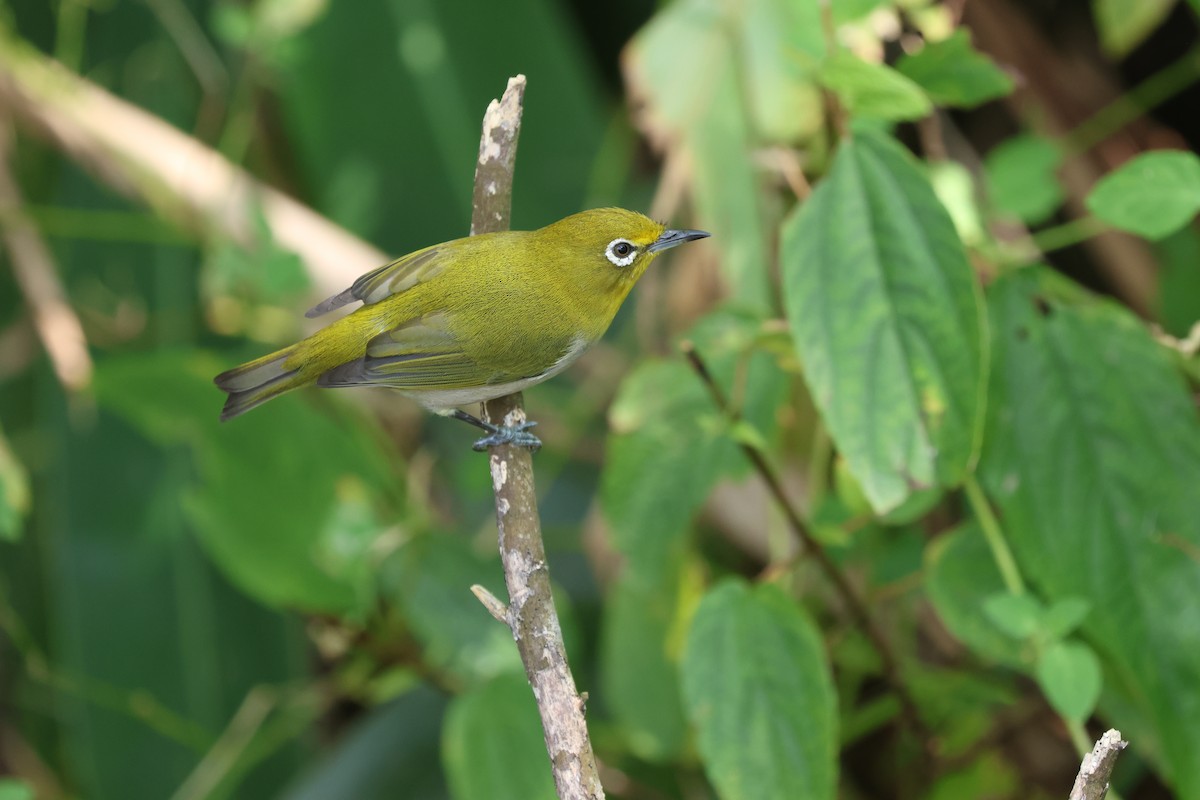 Warbling White-eye - ML644022587