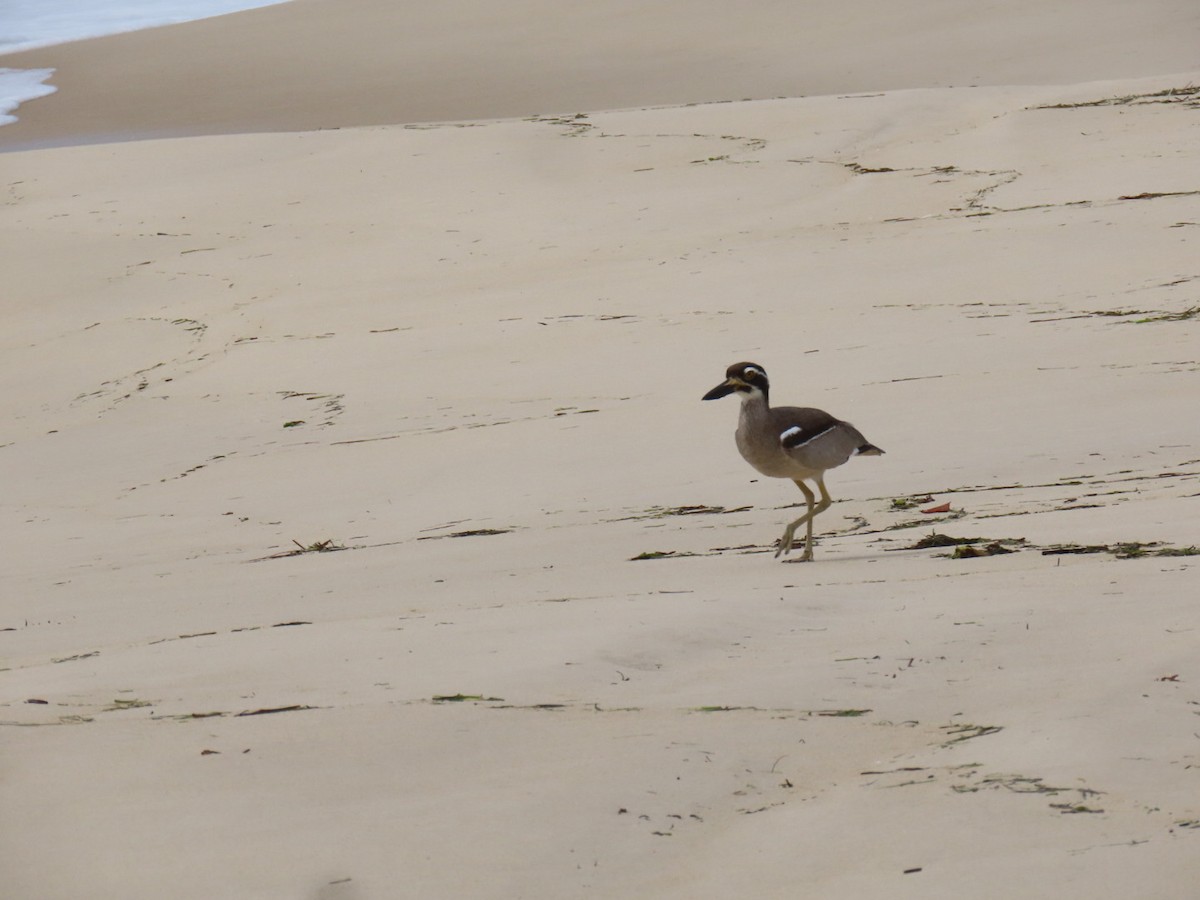 Beach Thick-knee - ML644022595
