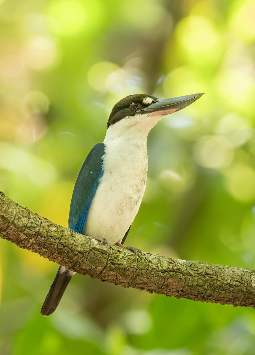 Torresian Kingfisher - ML644022611