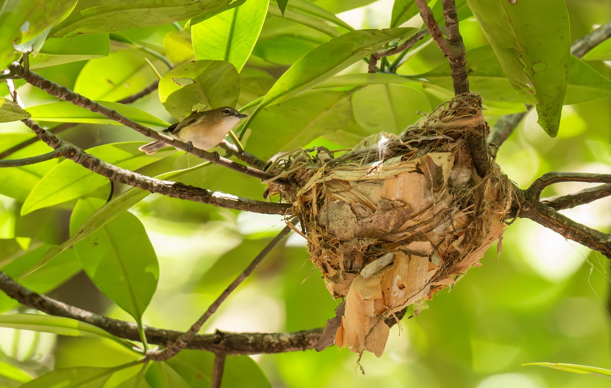Large-billed Gerygone - ML644022613
