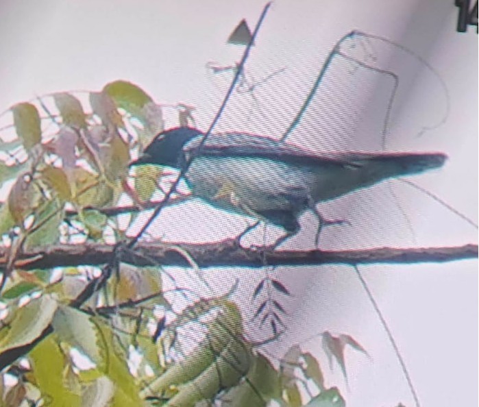 Schwarzkopf-Raupenfänger - ML644022617