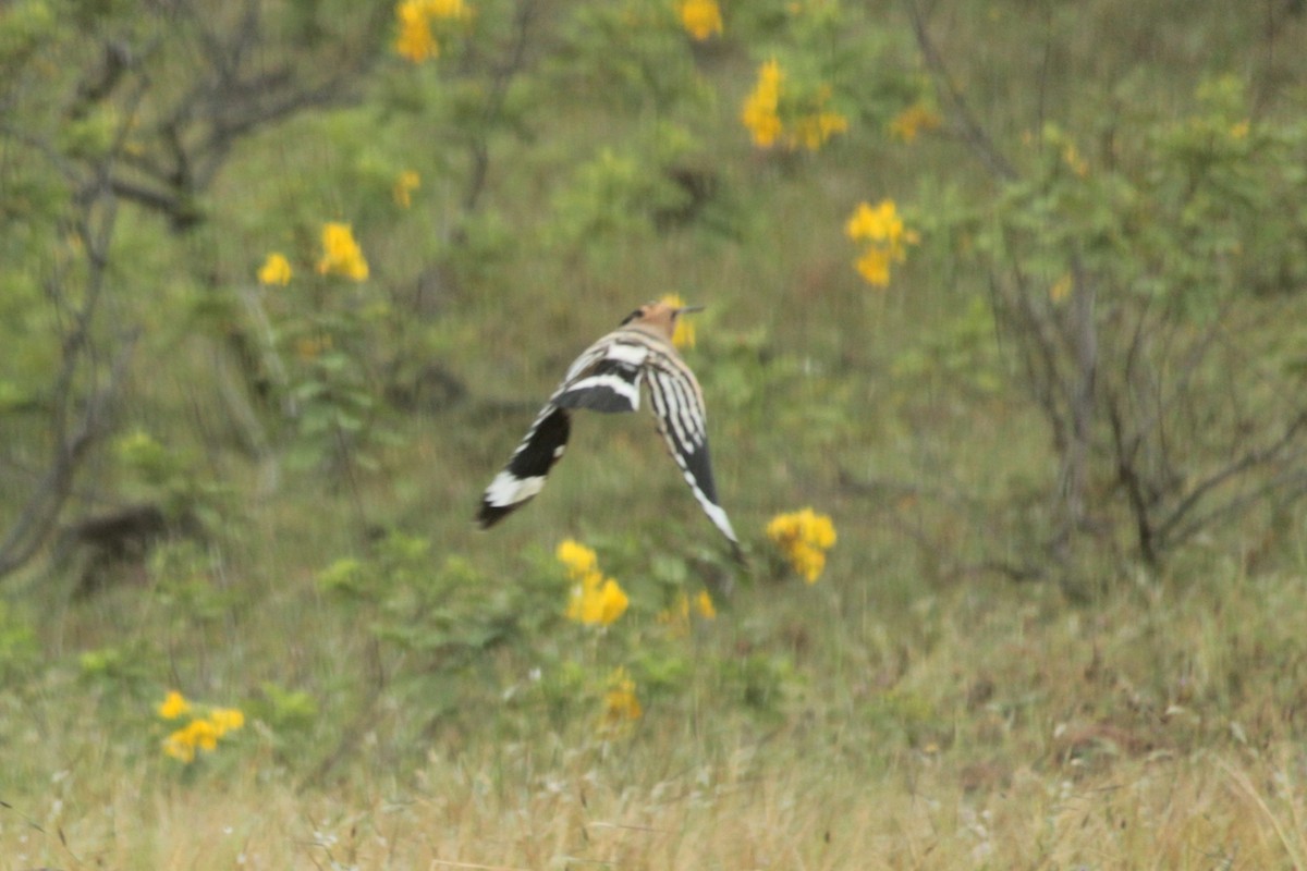 Eurasian Hoopoe - ML644022619