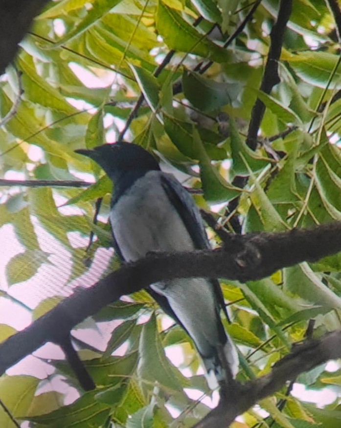 Schwarzkopf-Raupenfänger - ML644022620