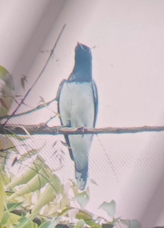 Schwarzkopf-Raupenfänger - ML644022621