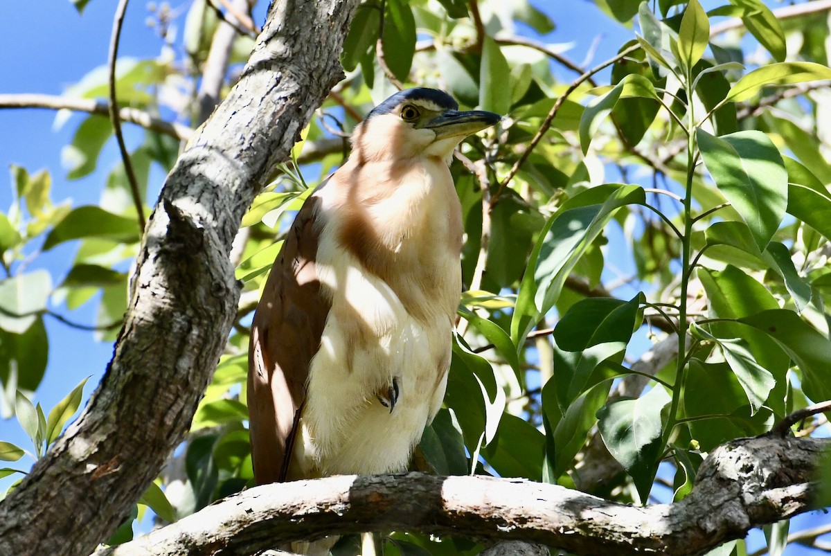 Nankeen Night Heron - ML644022624